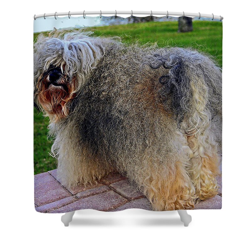 Havanese Dog Shower Curtain featuring the photograph Curly Havanese by Sally Weigand