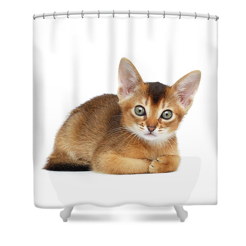 Cat Shower Curtain featuring the photograph Cute Abyssinian Kitty Funny Lying on Isolated White Background by Sergey Taran