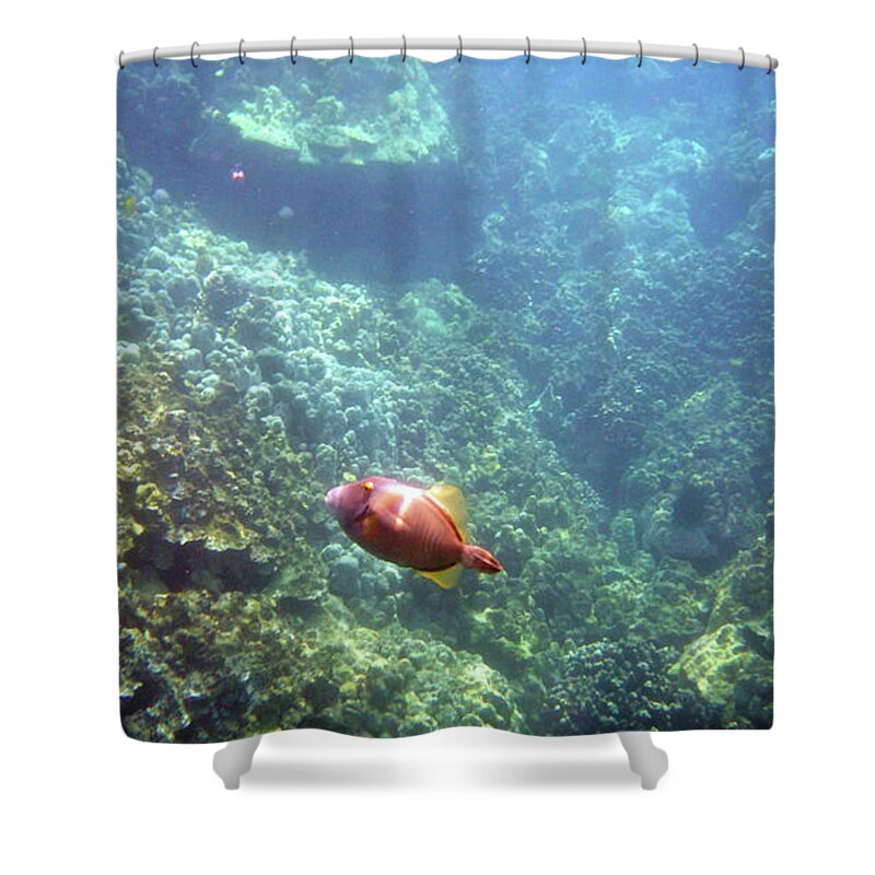 Underwater Photography Shower Curtain featuring the photograph Cute Fellow by Karen Nicholson
