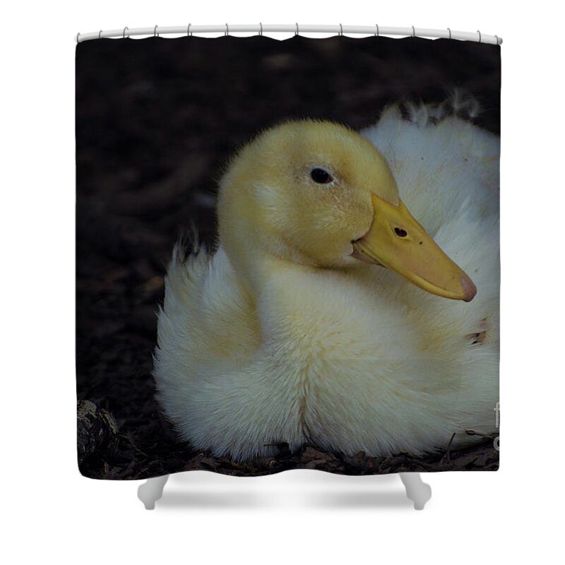 Bird Shower Curtain featuring the photograph Cutie by Donna Brown