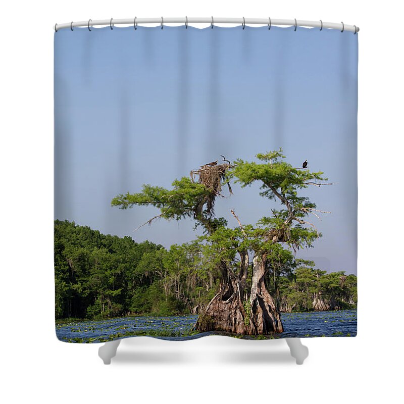 Cypress Shower Curtain featuring the photograph Cypress Osprey Duo by Paul Rebmann