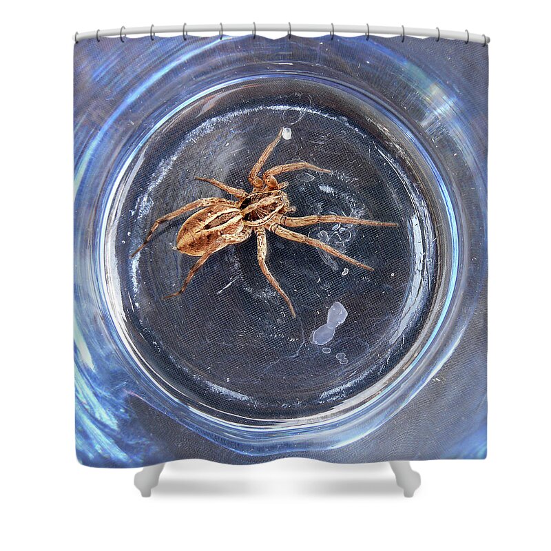 Spider Shower Curtain featuring the photograph D-A0011 Wolf Spider on Sonoma Mountain by Ed Cooper Photography