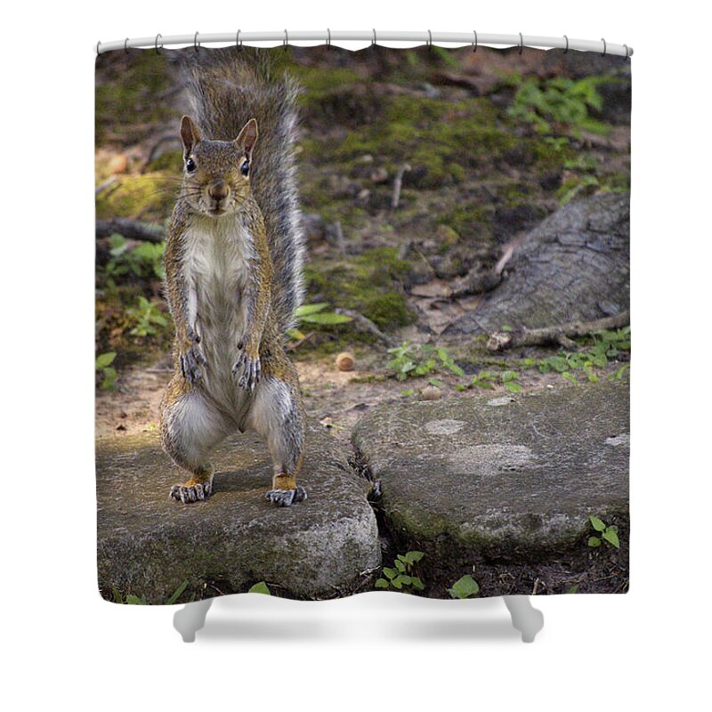 Squirrel Shower Curtain featuring the photograph Daddy Jr by Frances Ann Hattier