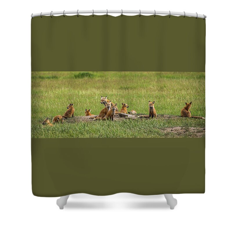 Daddy Fox Shower Curtain featuring the photograph Daddy's Foxy Daycare by Yeates Photography