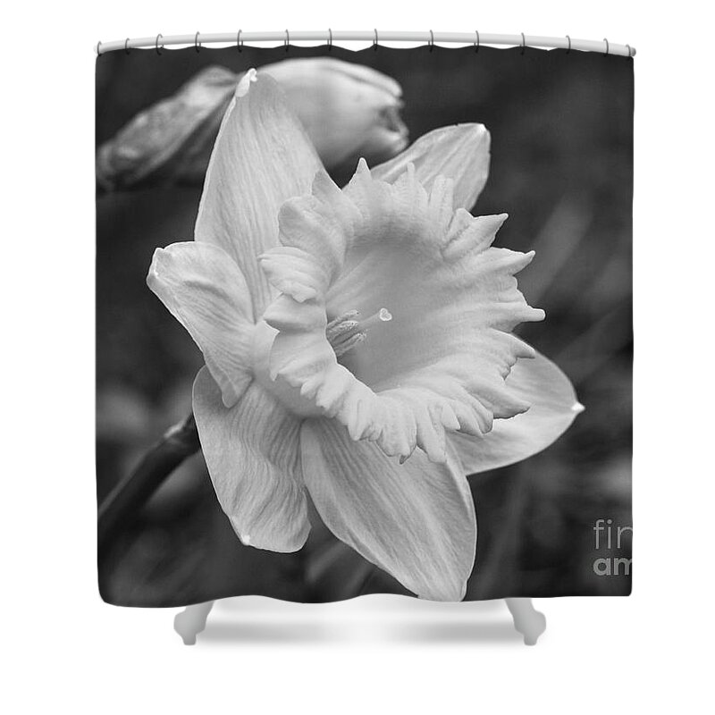 Narcissus Shower Curtain featuring the photograph Daffodil by Arlene Carmel