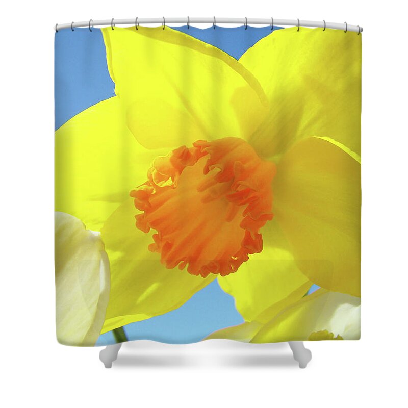 �daffodils Artwork� Shower Curtain featuring the photograph Daffodil Flowers Artwork 18 Spring Daffodils Art Prints Floral Artwork by Patti Baslee