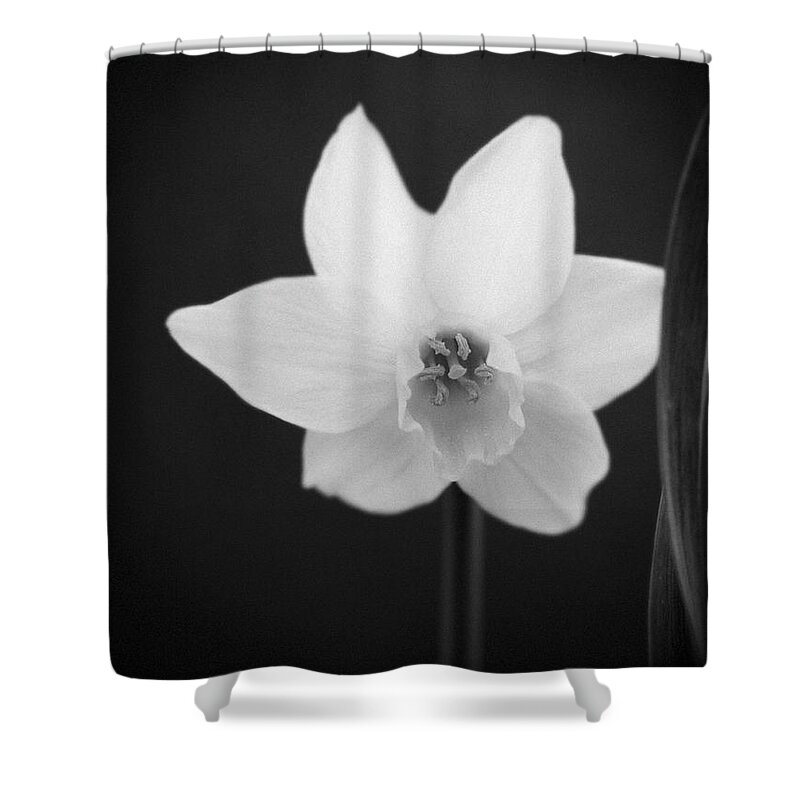 Flowers Shower Curtain featuring the photograph Daffodil In Black And White by Dorothy Lee