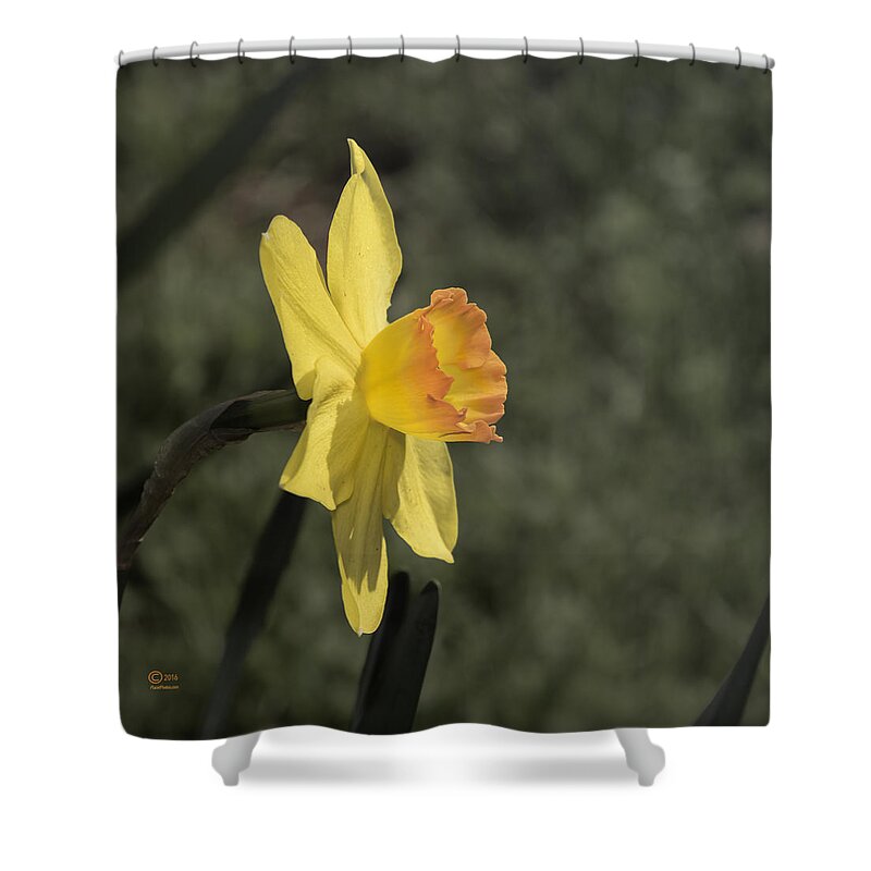 Amador County Shower Curtain featuring the photograph Daffodil by Jim Thompson