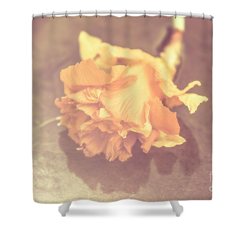 Faded Shower Curtain featuring the photograph Daffodil reflections by Jorgo Photography