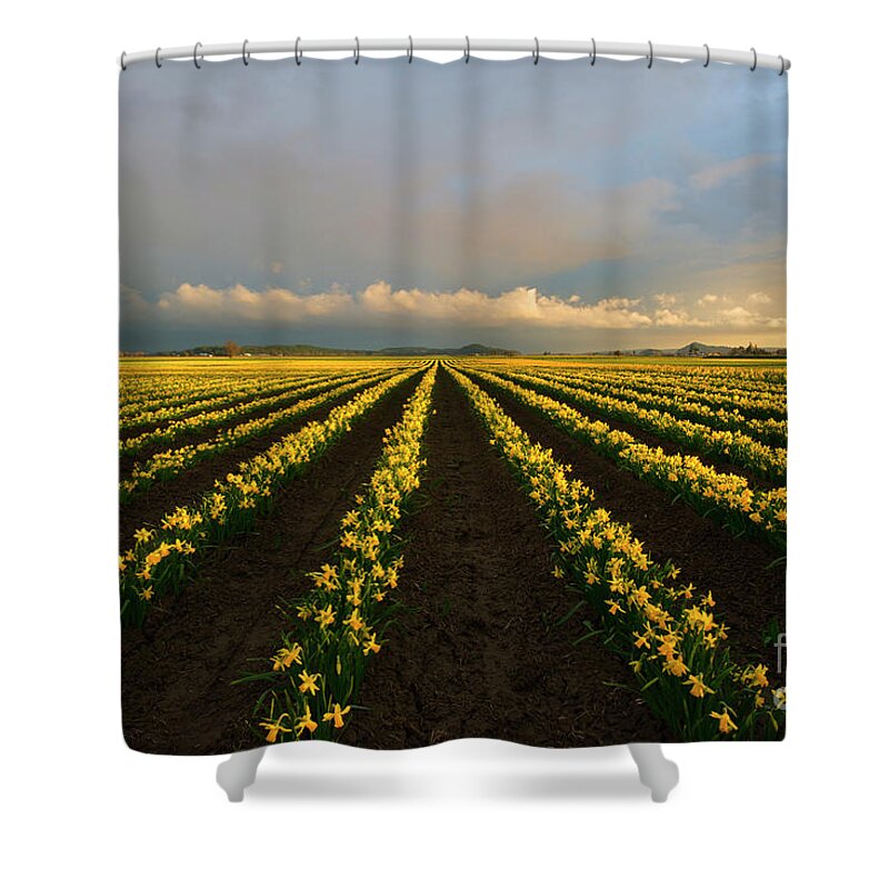 Daffodil Farm Shower Curtain featuring the photograph Daffodil Storm by Michael Dawson