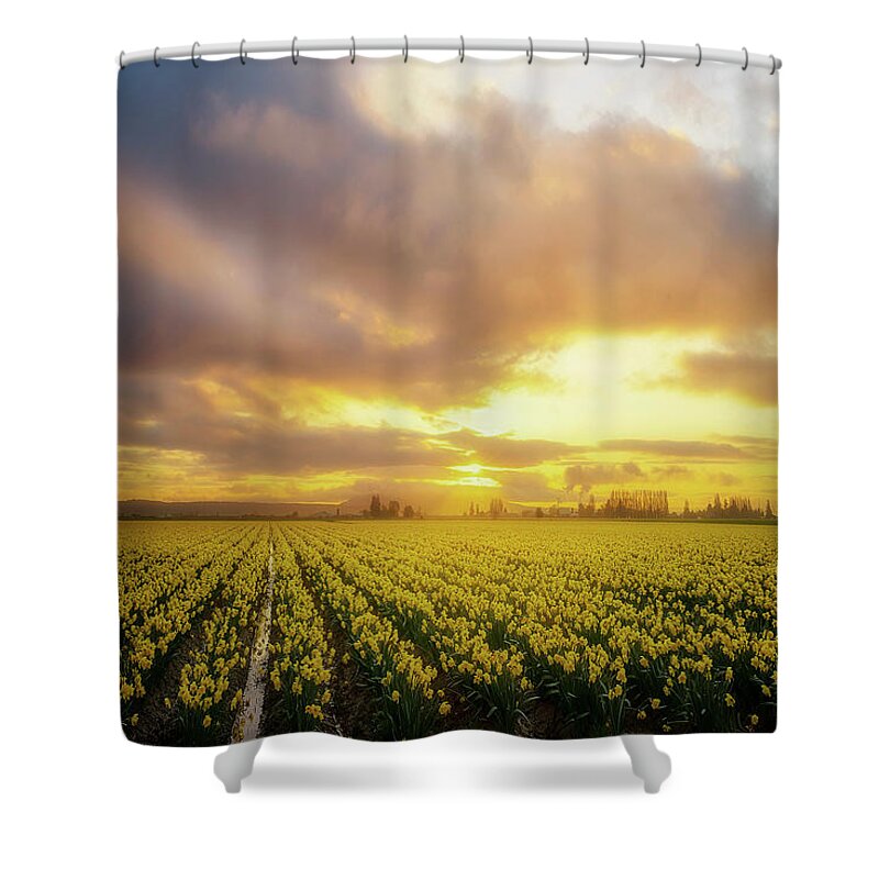 Daffodil Shower Curtain featuring the photograph Daffodil Sunset by Ryan Manuel