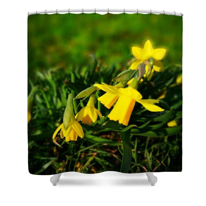 Nature Shower Curtain featuring the photograph Daffodils by Jarek Filipowicz
