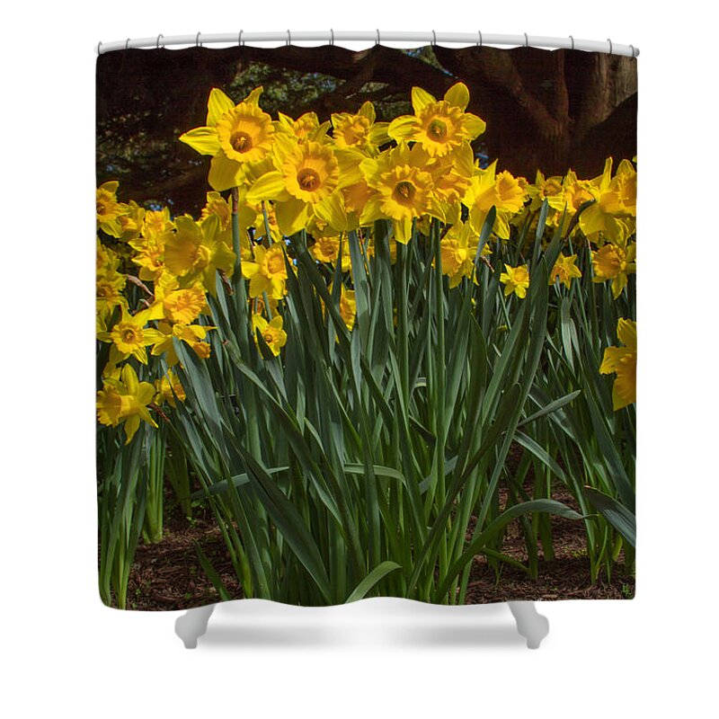 Daffodils Standing Tall Shower Curtain featuring the photograph Daffodils Standing Tall by Bonnie Follett