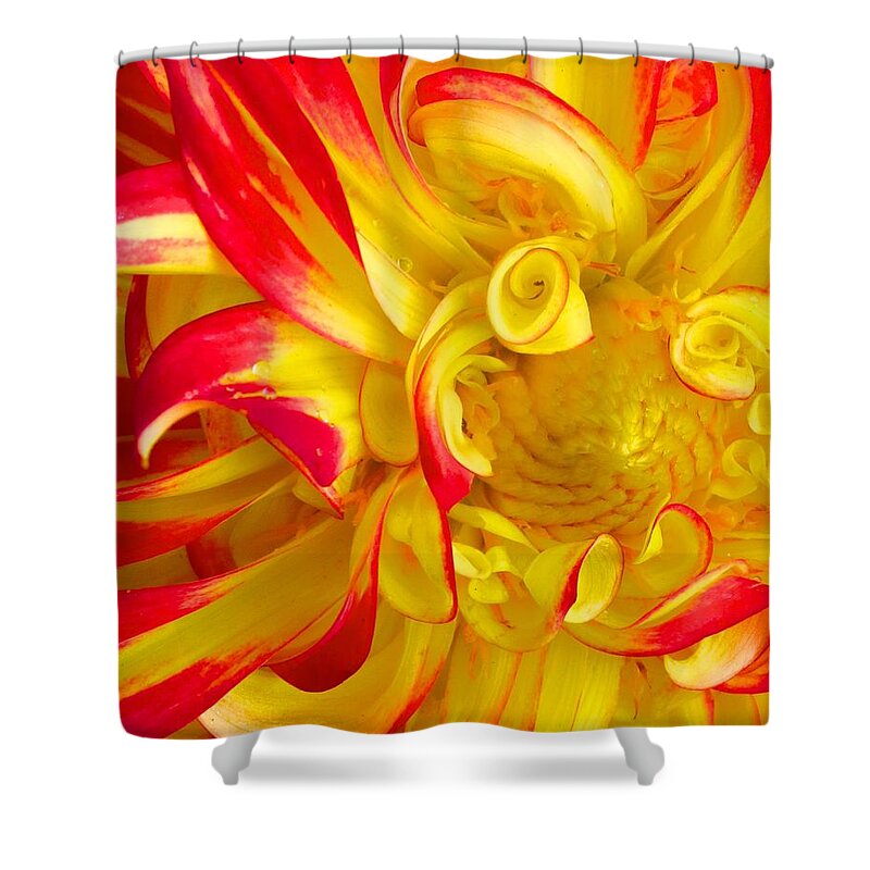  Shower Curtain featuring the photograph Dahlia Curls by Polly Castor