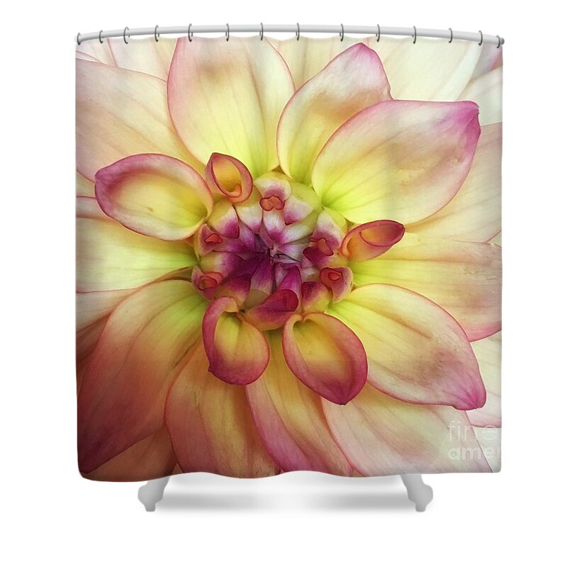 Dahlia Shower Curtain featuring the photograph Dahlia Delight by Marcia Breznay