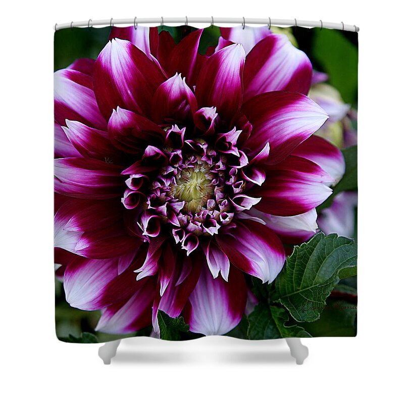 Flower Shower Curtain featuring the photograph Dahlia by Denise Romano
