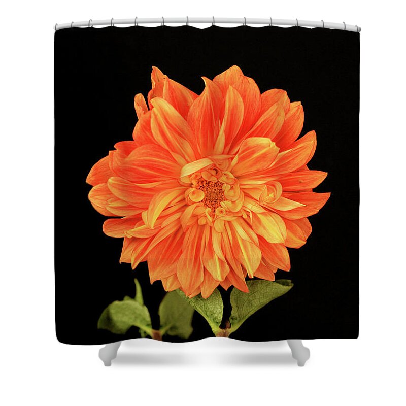 Dahlia Shower Curtain featuring the photograph Dahlia in Orange by Cheryl Day