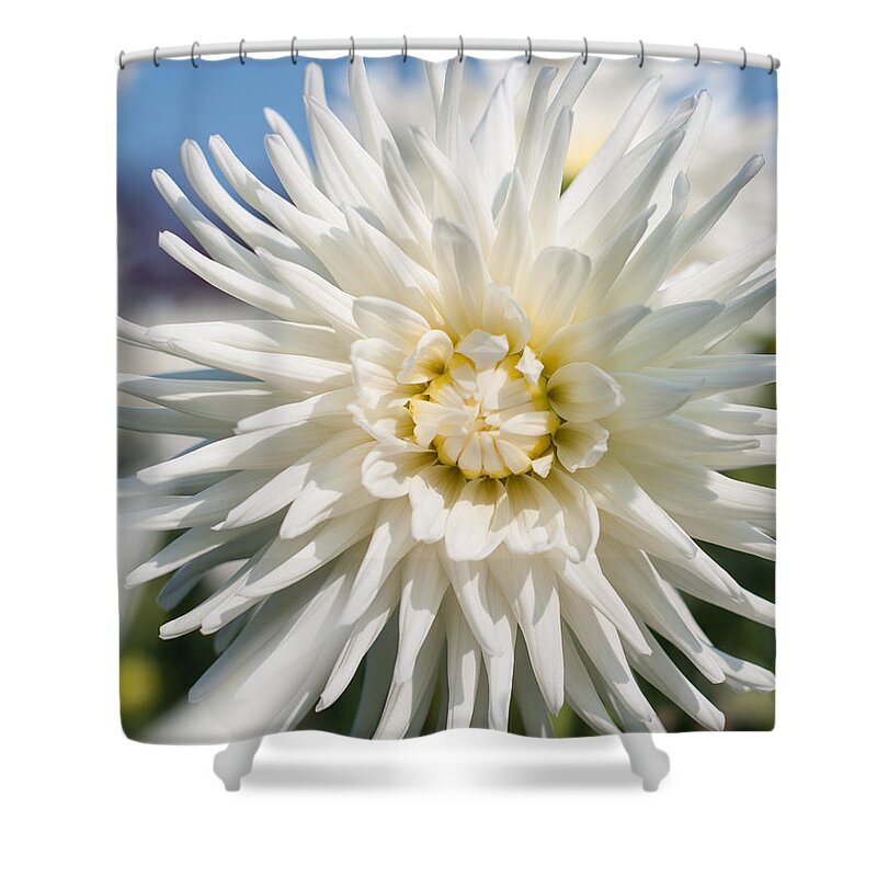 Wallart Shower Curtain featuring the photograph Dahlia by Miguel Winterpacht