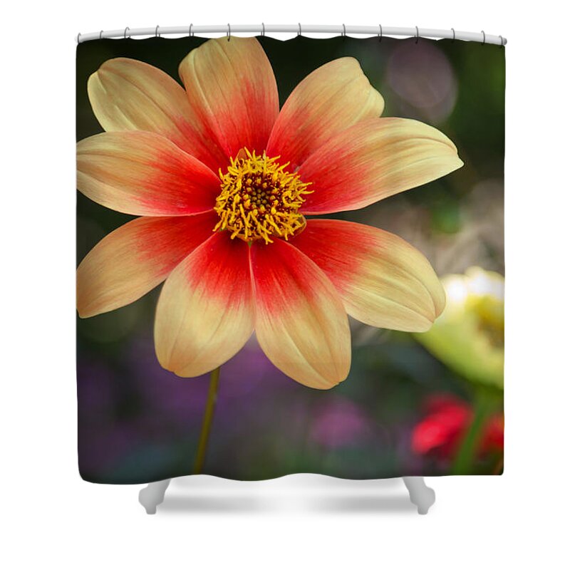 Dahlia Shower Curtain featuring the photograph Dahlia Moonfire by Susan Rissi Tregoning