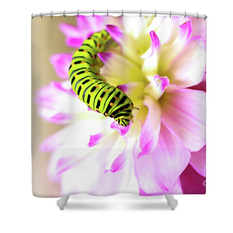 Dahlia Shower Curtain featuring the photograph Dahlia with Caterpillar by Amanda Mohler