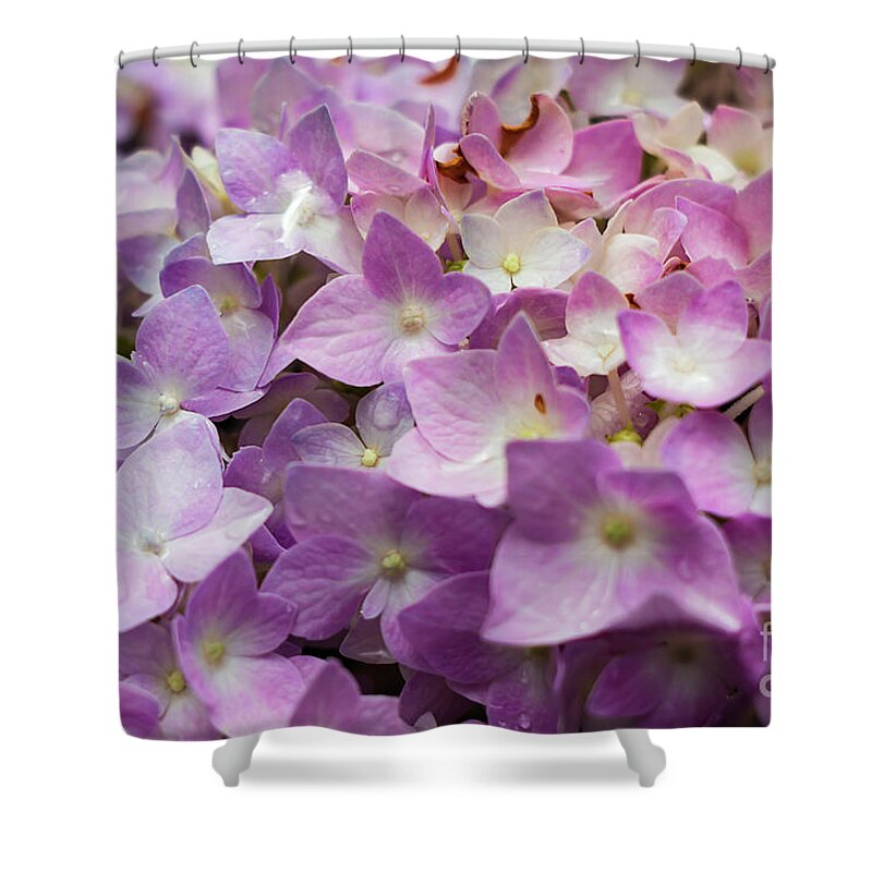Pink Hydrangeas Shower Curtain featuring the photograph Dainty Pink Hydrangeas by Elizabeth Dow