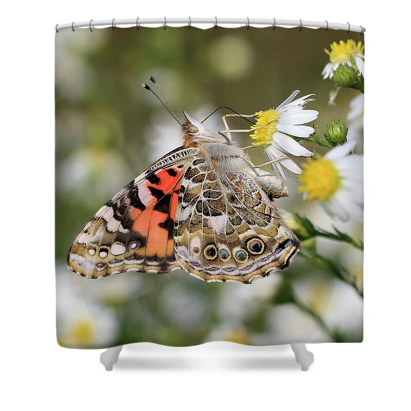 Painted Lady Butterfly Shower Curtain featuring the photograph Dainty Sipping by Doris Potter