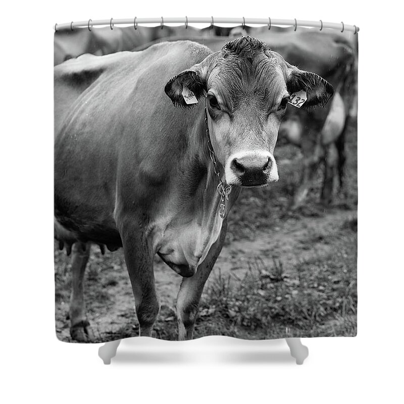 Livestock Shower Curtain featuring the photograph Dairy Cow Stowe Vermont Black and White by Edward Fielding