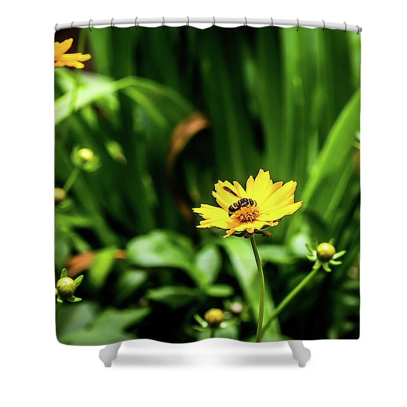 Flower Shower Curtain featuring the digital art Daisies, Daisies, Daisies by Ed Stines