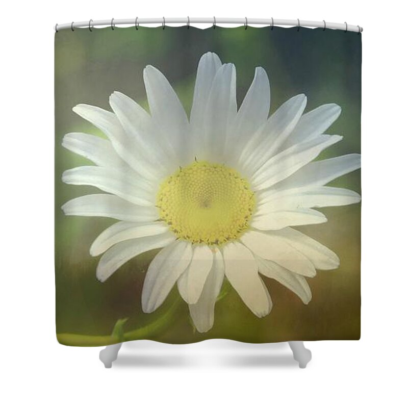 Daisy Shower Curtain featuring the photograph Daisies Don't Tell by Tami Quigley