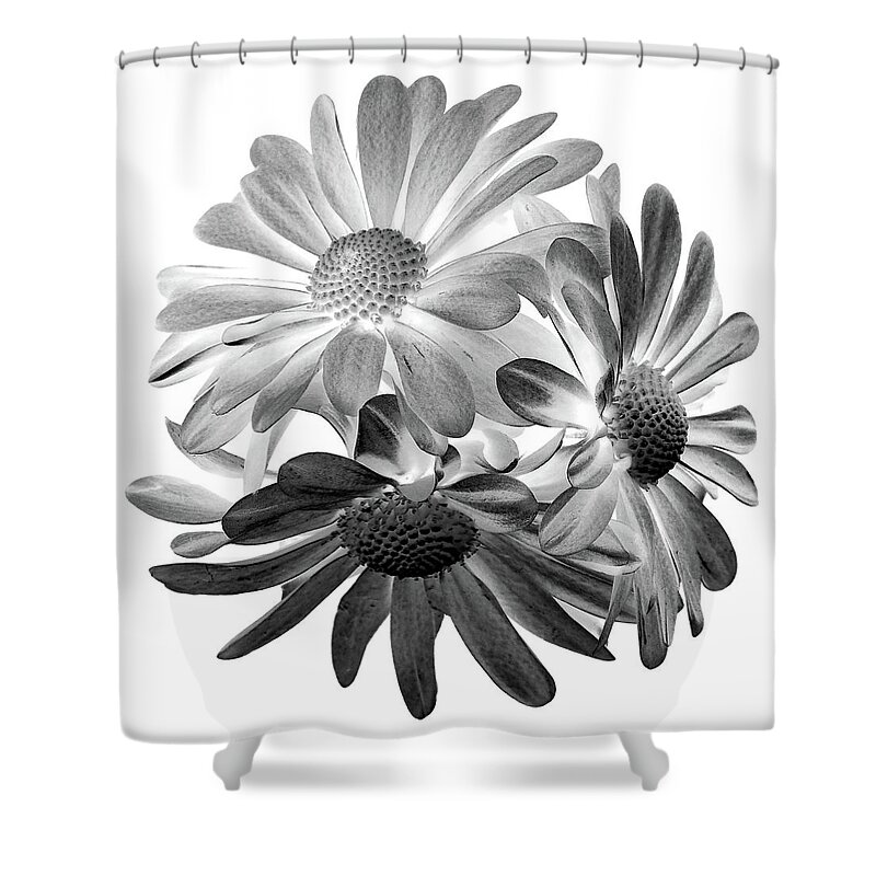 Flowers Shower Curtain featuring the photograph Daisies Trio I Black and White by Lily Malor