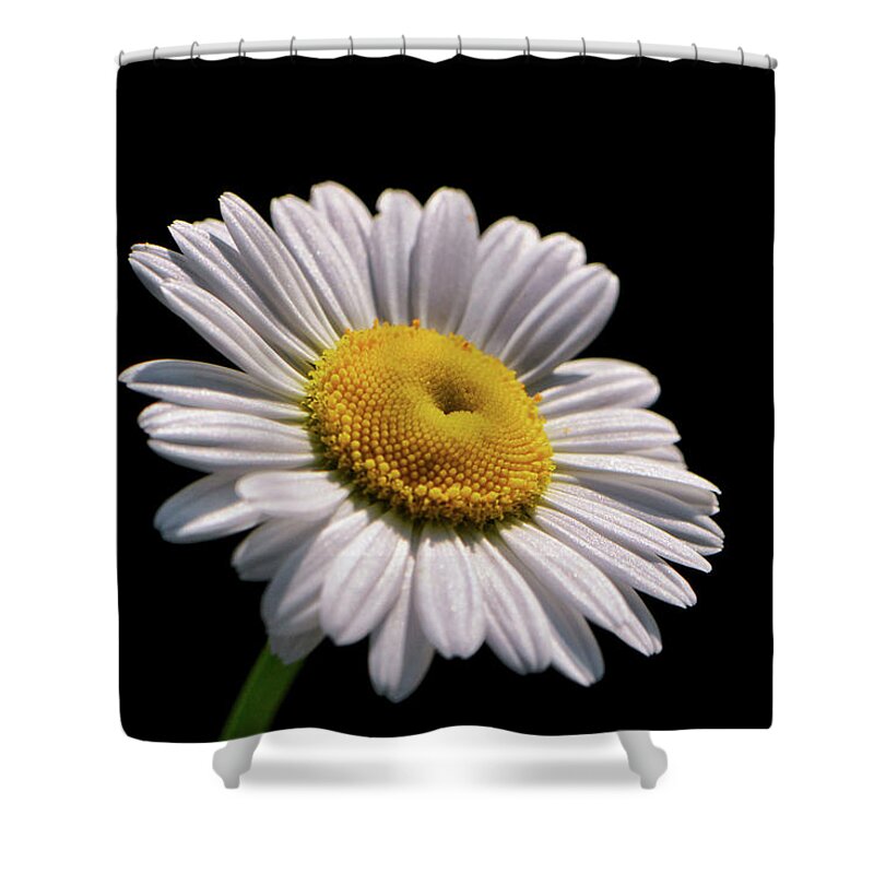 Macro Shower Curtain featuring the photograph Daisy 011 by George Bostian