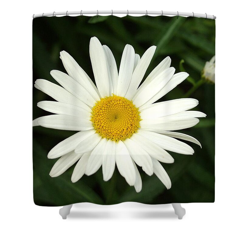 Daisy Shower Curtain featuring the photograph Daisy Days by Carol Sweetwood