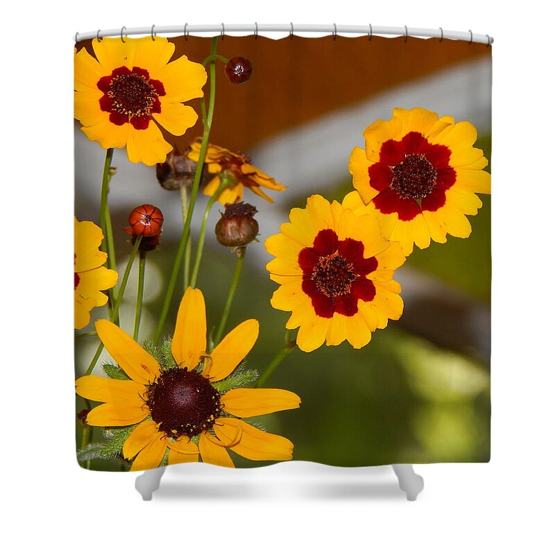 Flower Flora Still-life Gardening Arrangements Yellow Brownish- Red Stain Glass Window Background Daisy Buds Bloom Green Leaves Orange And Green Stained Glass Nature Floral Photography By Jan Gelders Floral Decor Interior Design Accent Shower Curtain featuring the photograph Daisy Delights by Jan Gelders