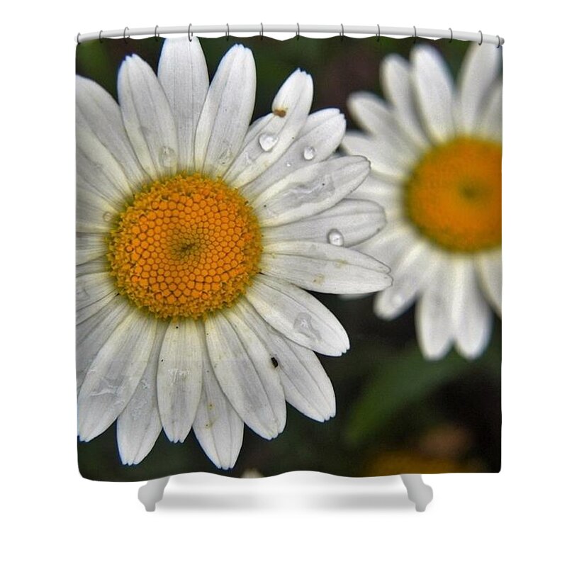 Flowers Shower Curtain featuring the photograph Daisy Dew by Charles HALL