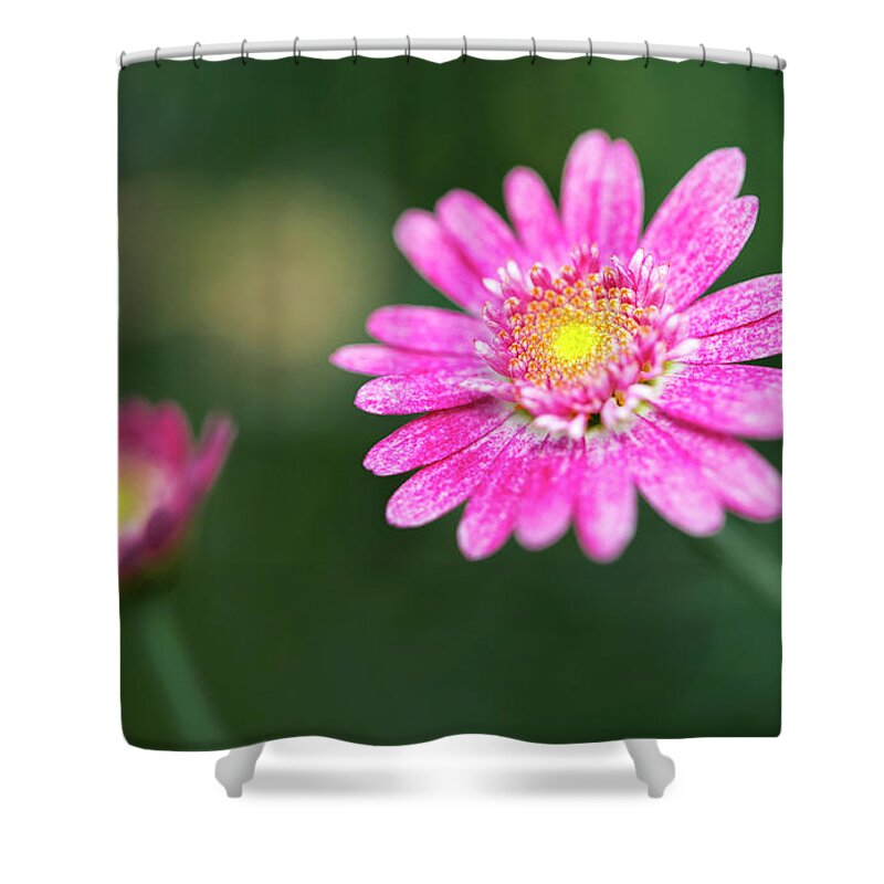 Daisy Shower Curtain featuring the photograph Daisy flower by Pradeep Raja Prints