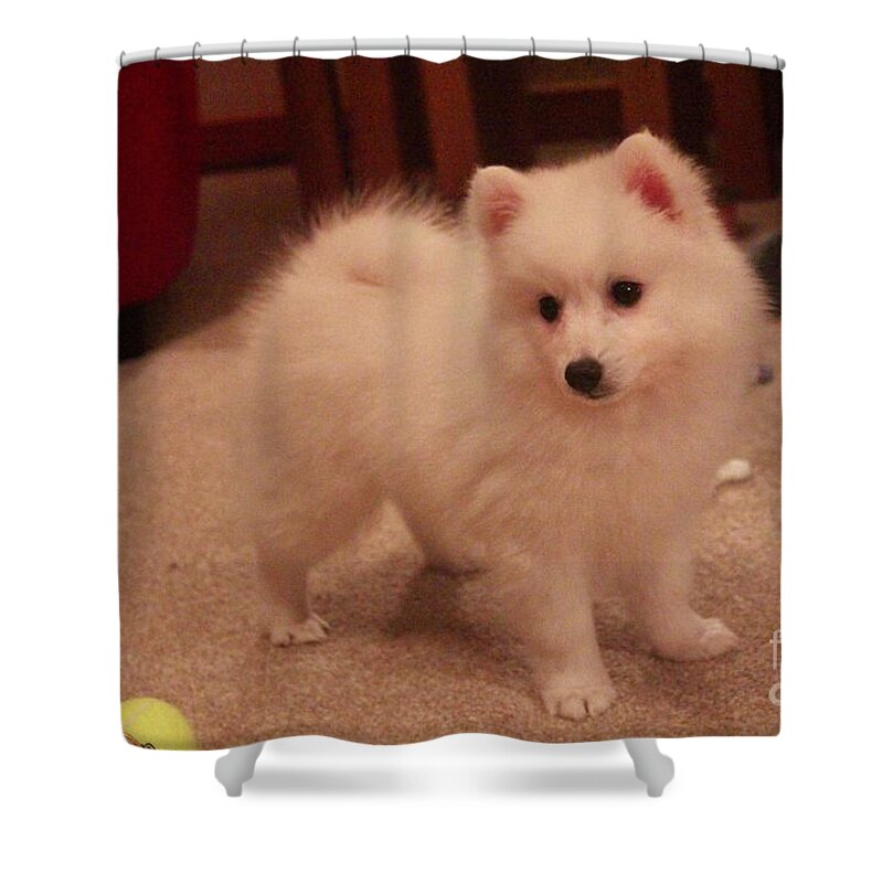 Dog Shower Curtain featuring the photograph Daisy - Japanese Spitz by David Grant