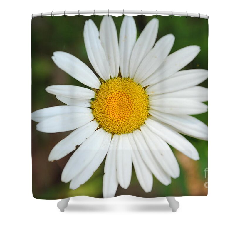 Daisy Shower Curtain featuring the photograph Daisy by Jost Houk
