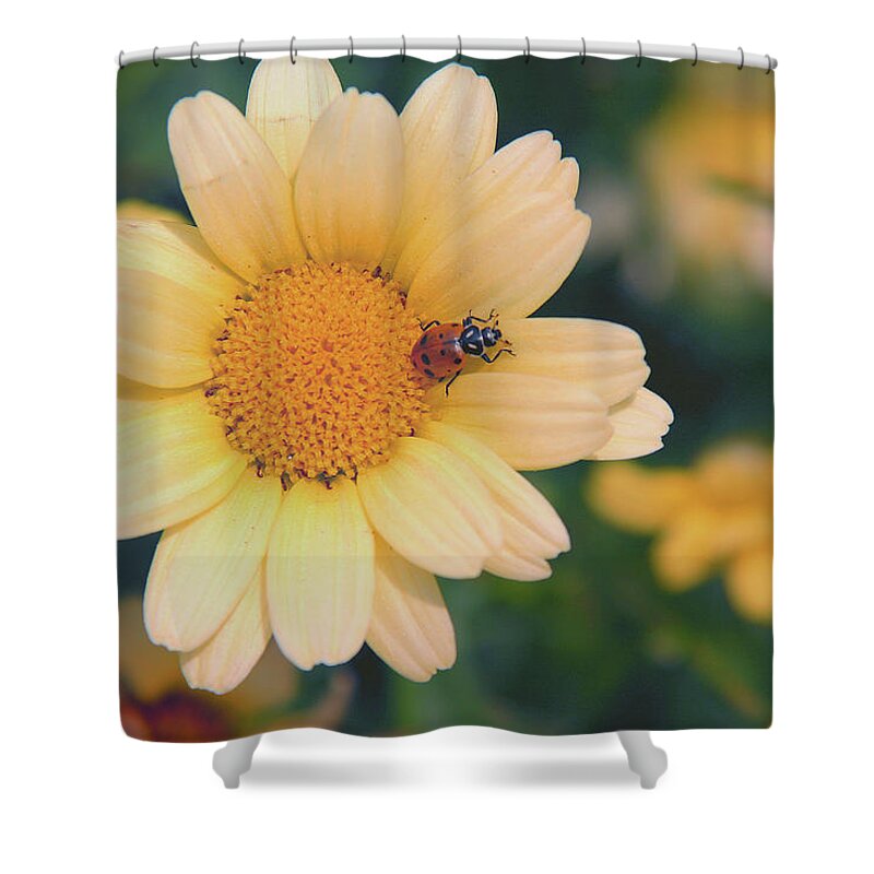 Daisy Shower Curtain featuring the photograph Daisy Ladybug by Nancy Dunivin