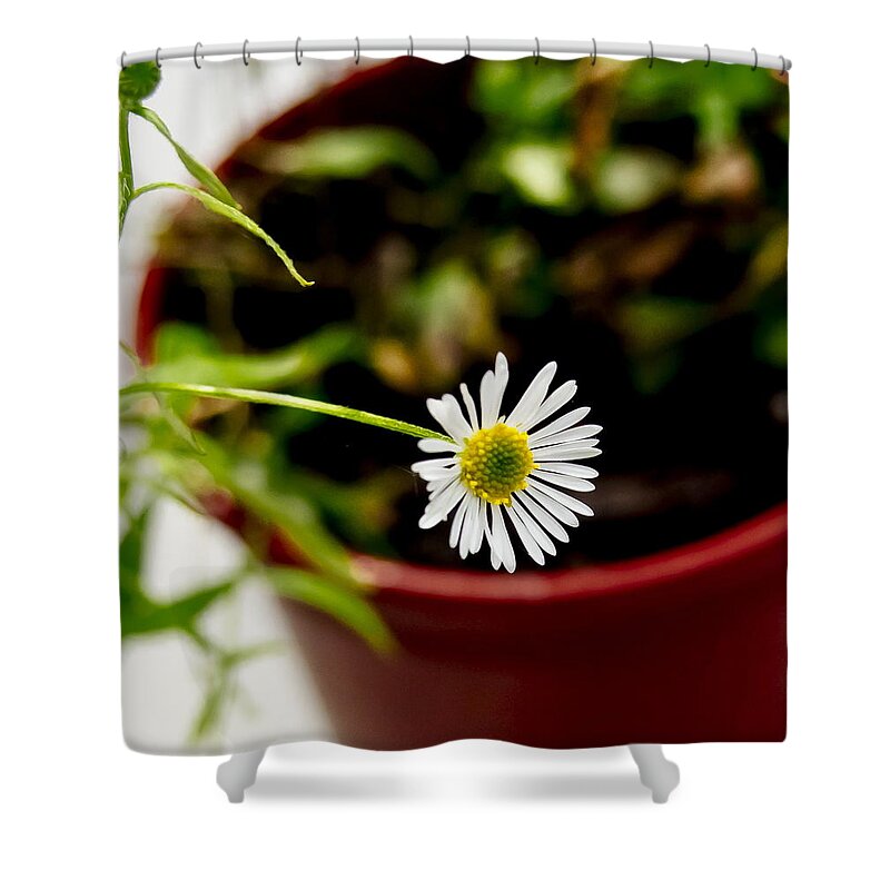 Daisy Shower Curtain featuring the photograph Daisy or What. by Elena Perelman