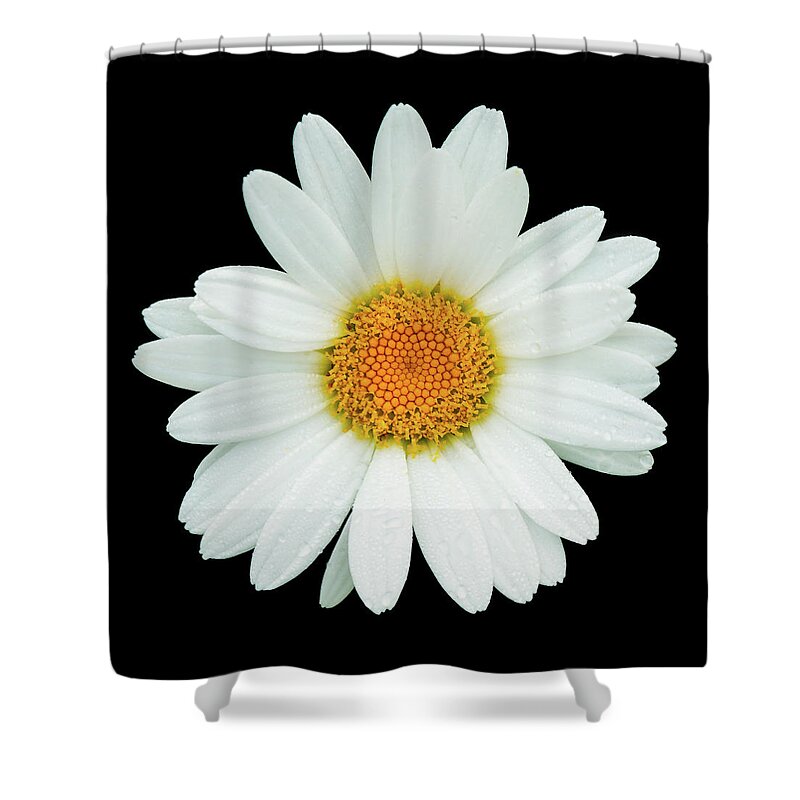 Ray Kent Shower Curtain featuring the photograph Daisy by Ray Kent