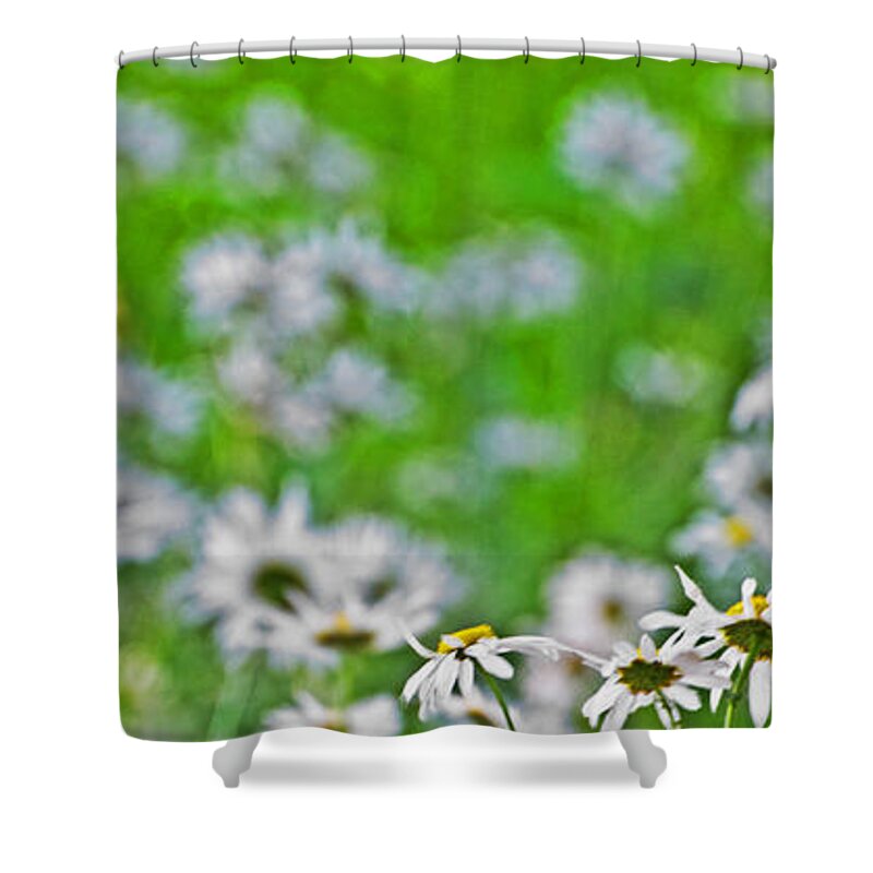 Daisy Shower Curtain featuring the photograph Daisyland by Jean Booth