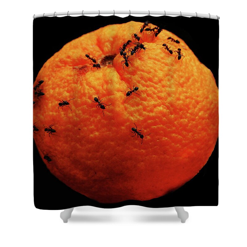Orange Shower Curtain featuring the photograph Dali Apple by Mark Blauhoefer