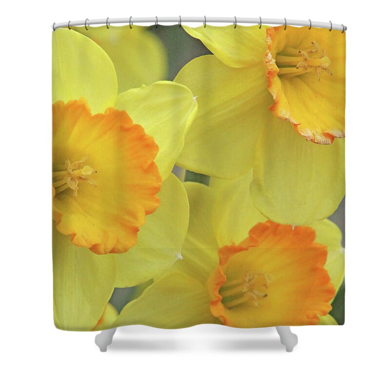 Daffodil Shower Curtain featuring the photograph Dallas Daffodils 24 by Pamela Critchlow