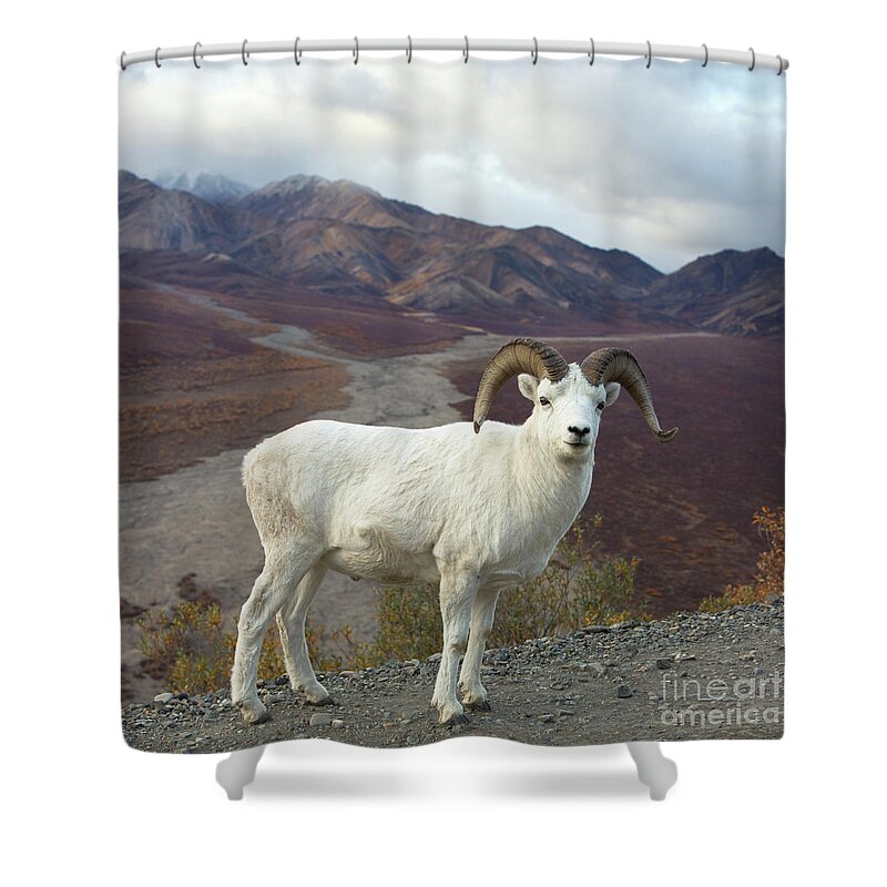 00440953 Shower Curtain featuring the photograph Dalls Sheep in Denali by Yva Momatiuk John Eastcott