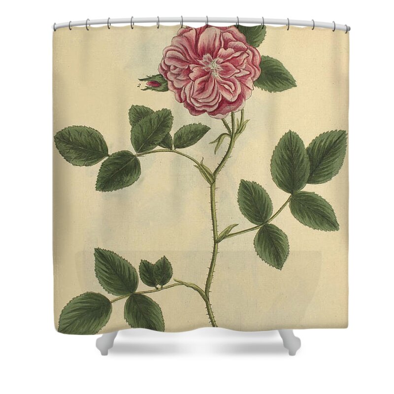 Science Shower Curtain featuring the photograph Damask Rose, Medicinal Plant, 1737 by Science Source
