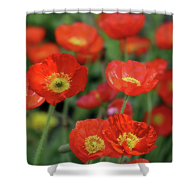 Poppies Shower Curtain featuring the photograph Dance of the Red Poppies by Vanessa Thomas