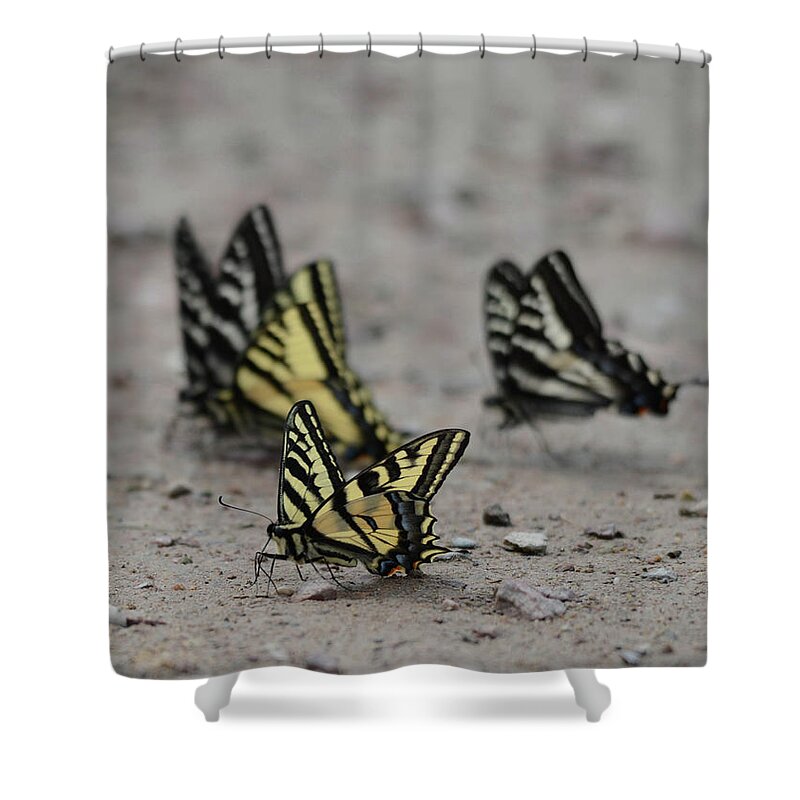 Swallowtail Shower Curtain featuring the photograph Dance of the Swallowtail by Whispering Peaks Photography
