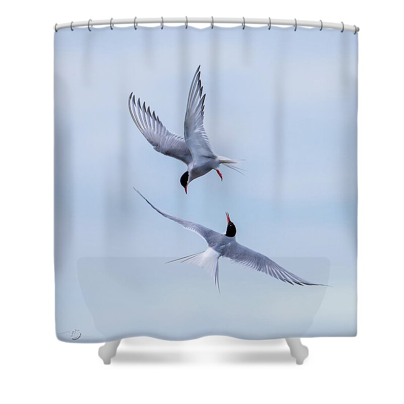 Dancing Arctic Terns Shower Curtain featuring the photograph Dancing Arctic Terns by Torbjorn Swenelius
