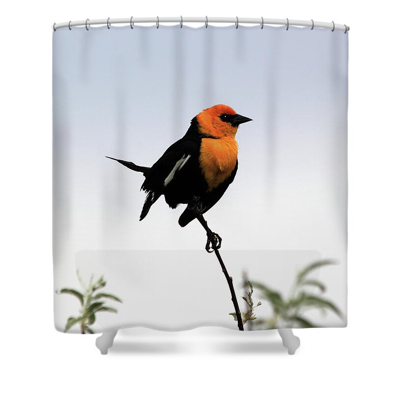 Yellow-headed Blackbird Shower Curtain featuring the photograph Dancing Blackbird by Shane Bechler