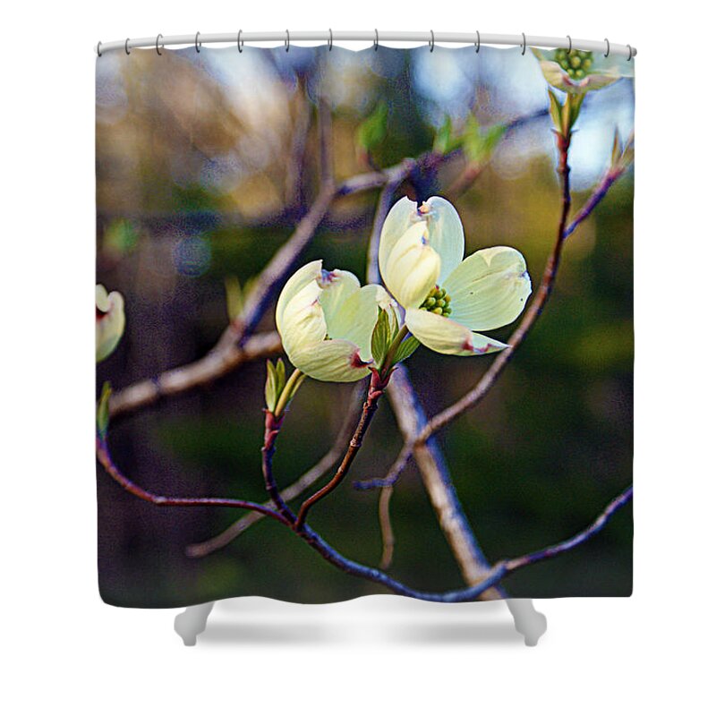 Dogwood Shower Curtain featuring the photograph Dancing Dogwood Blooms by Cricket Hackmann